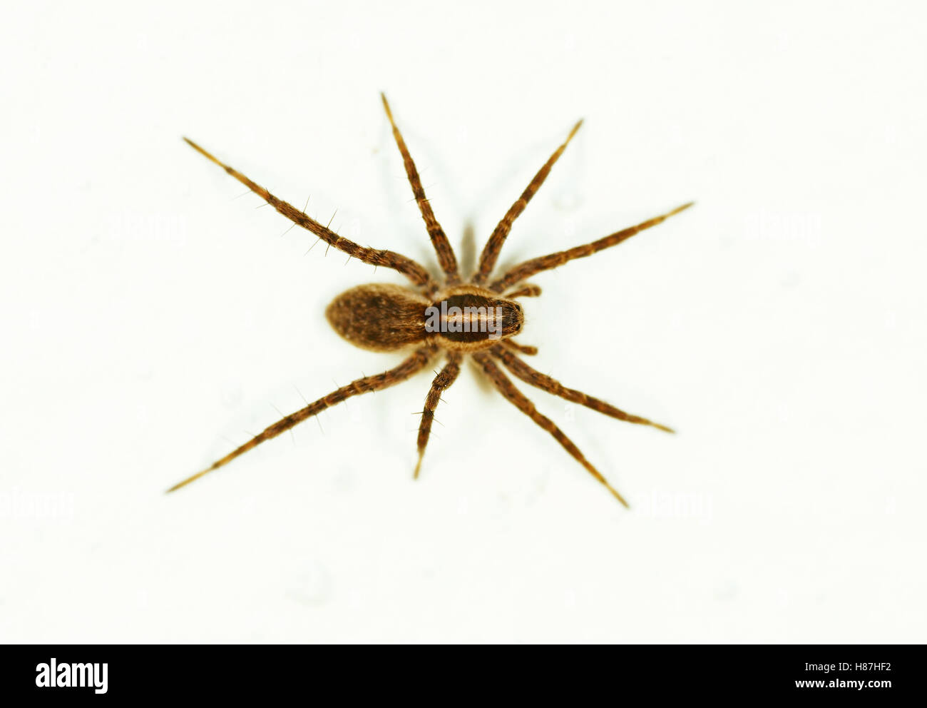 wolf-spider-camouflage-hi-res-stock-photography-and-images-alamy