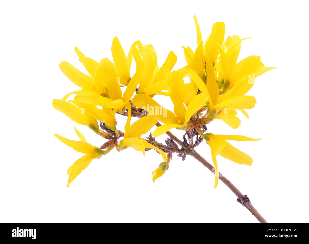 Shamley Green Gardening Club March Plant Of The Month Forsythia