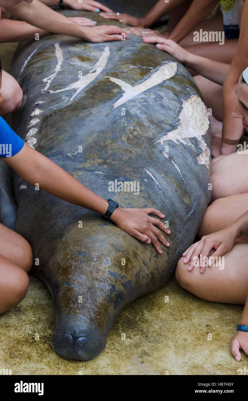 Manatee Injuries West Indian Manatee (Trichechus manatus) injured by propellers with ...
