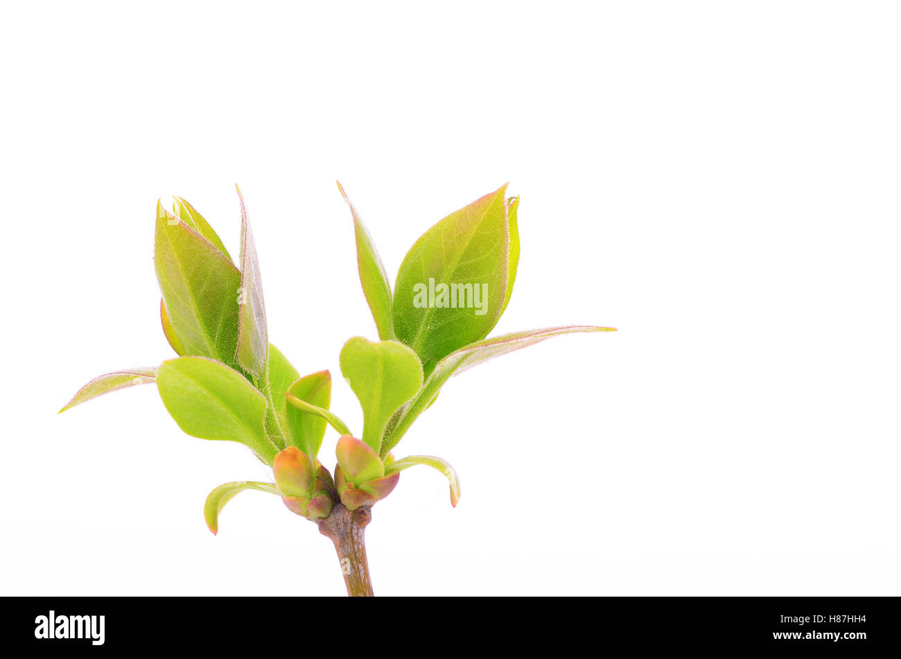 Branch with green leaves isolated on white background Stock Photo - Alamy