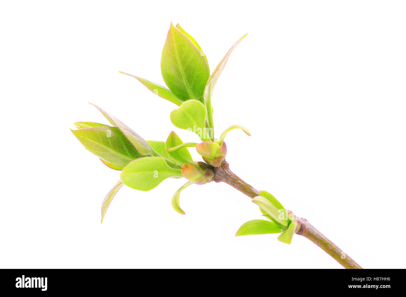 Branch with green leaves isolated on white background Stock Photo - Alamy