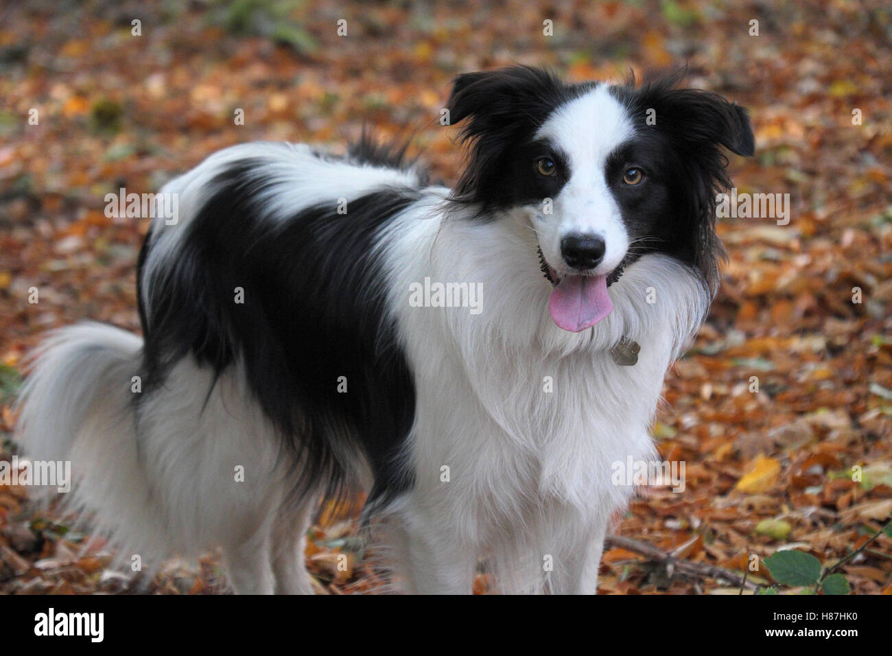 Border collie maltese dog hi-res stock photography and images - Alamy