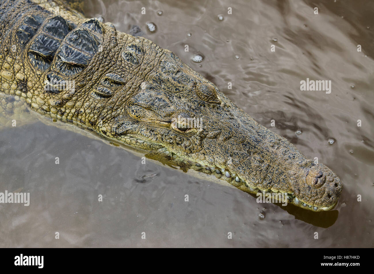 American Crocodile (Crocodylus Acutus), Banco Chinchorro, Yucatan ...