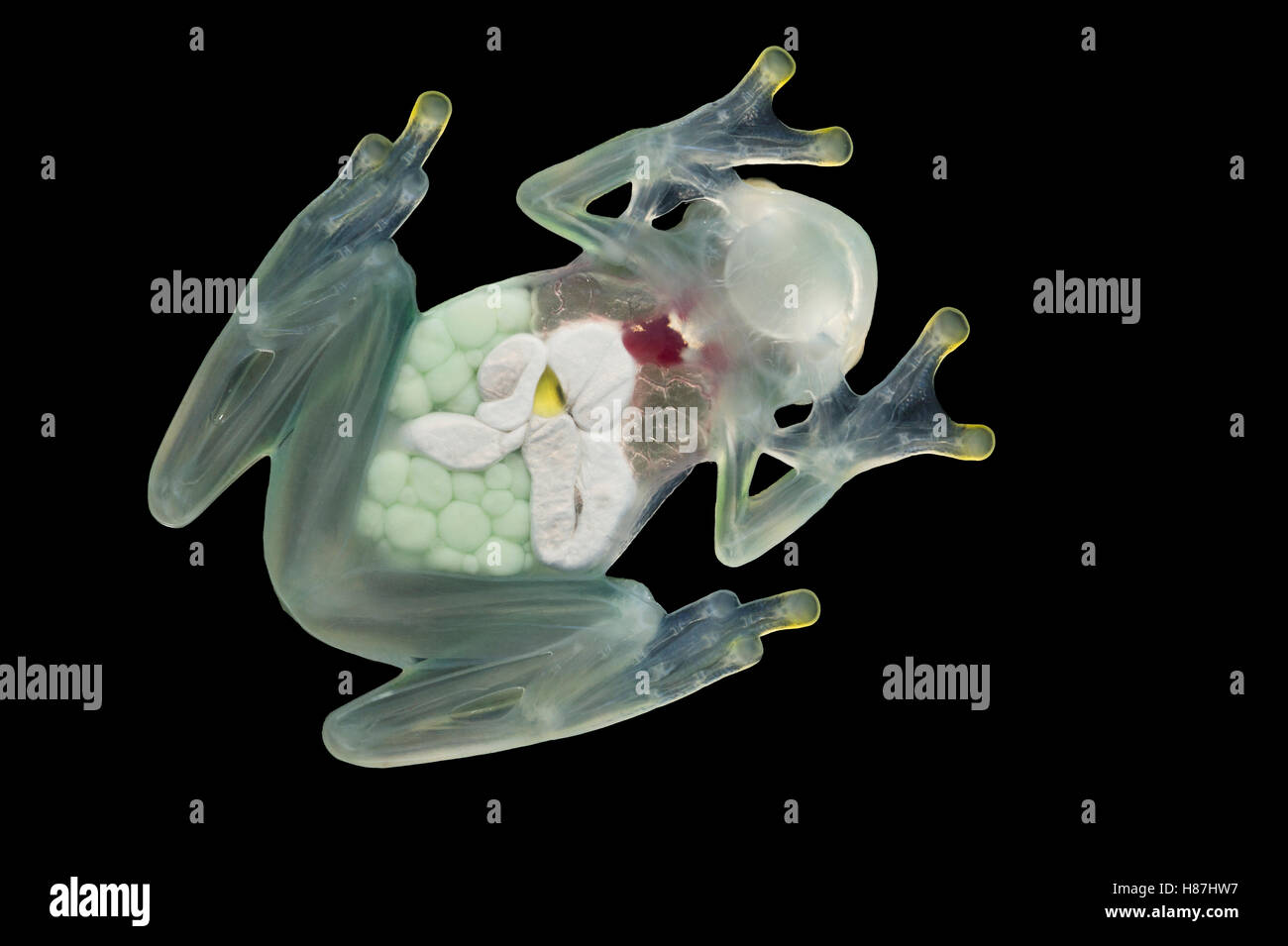 Glass Frog (Hyalinobatrachium aureoguttatum) underside showing internal