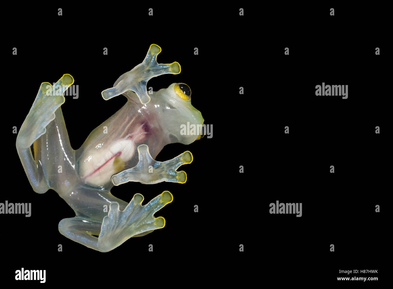 Glass Frog (Hyalinobatrachium aureoguttatum) underside showing internal