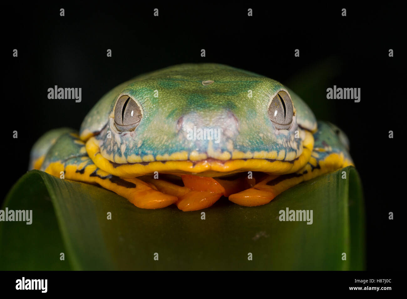 Splendid Leaf Frog (Agalychnis calcarifer), native to South America ...