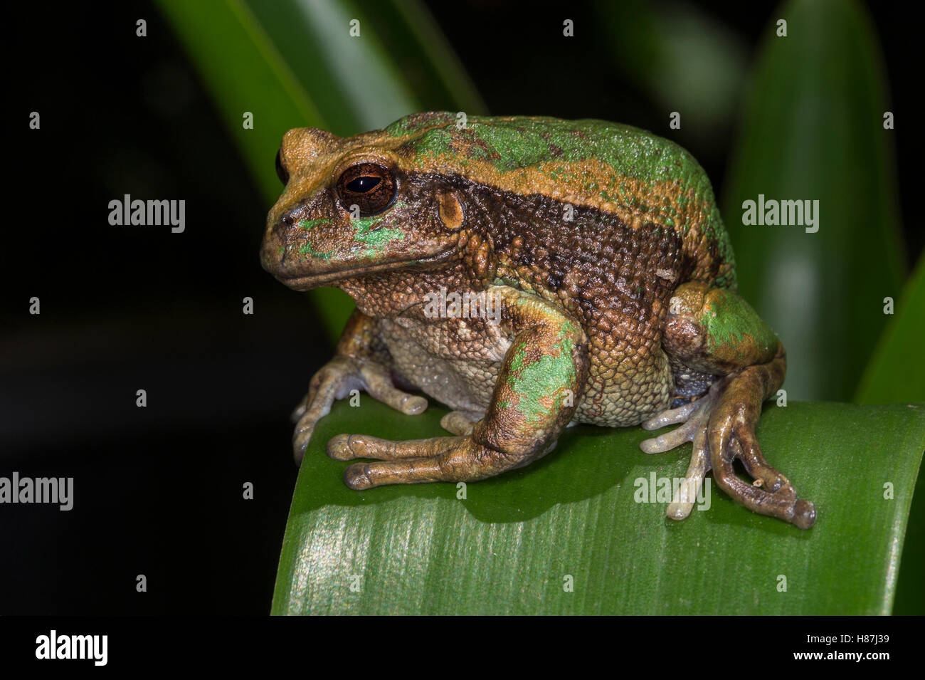 Marsupial Frog (Gastrotheca riobambae), native to South America Stock