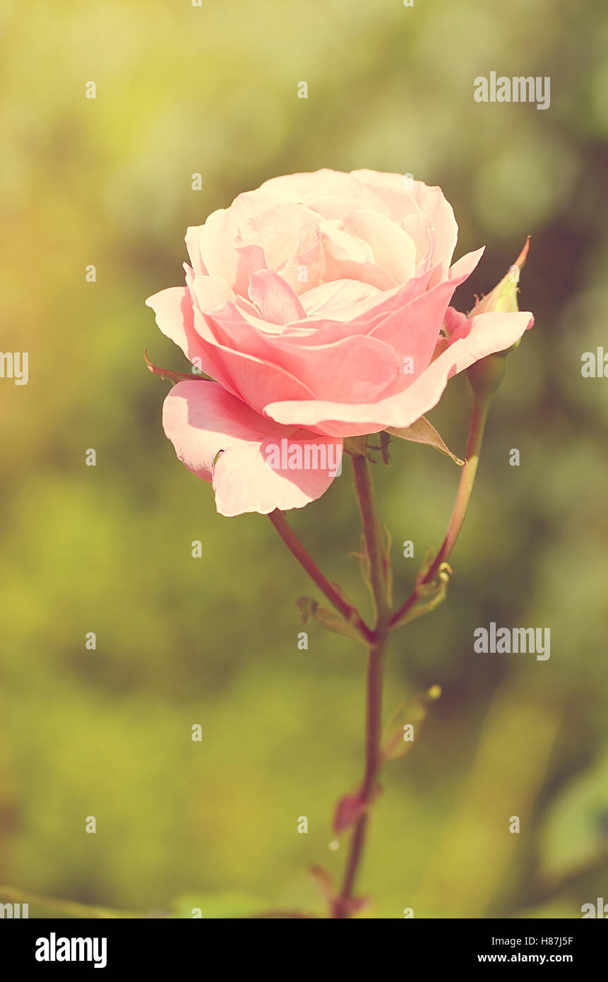 Soft photo of a rose flower in the garden Stock Photo - Alamy