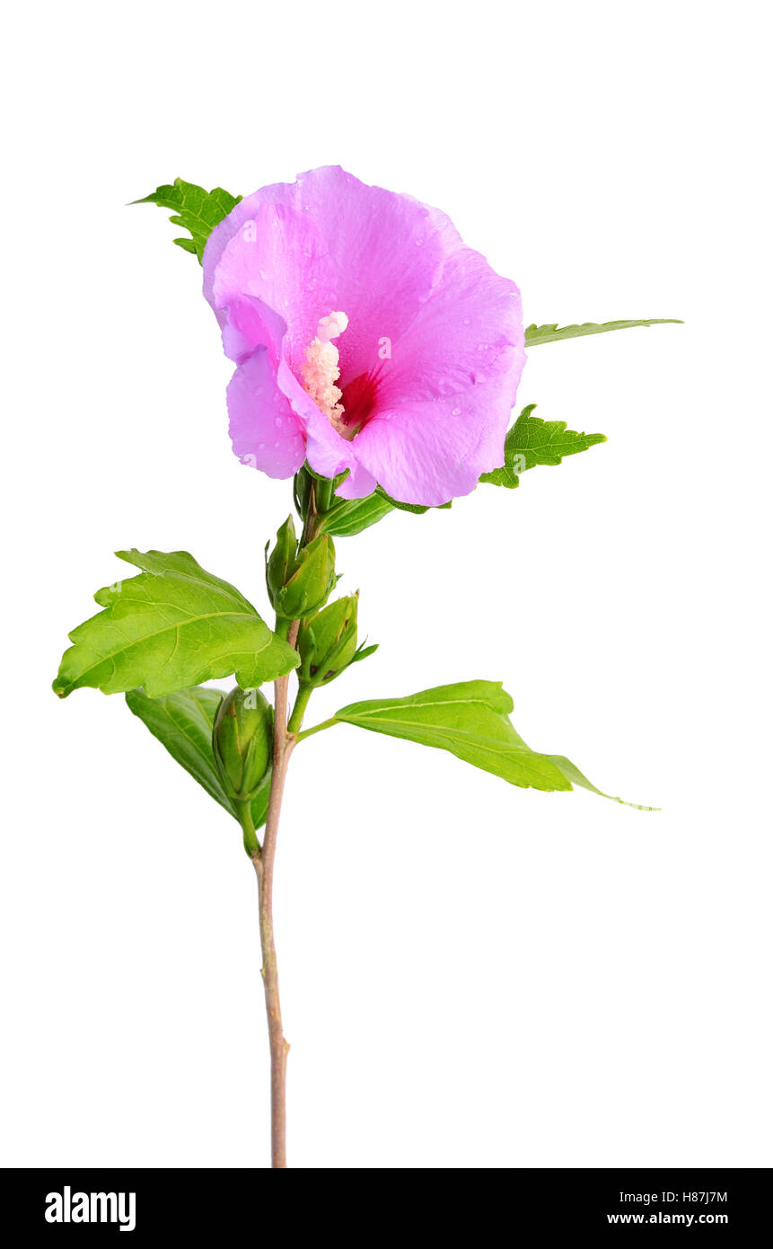 Mallow flower isolated on a white background Stock Photo - Alamy