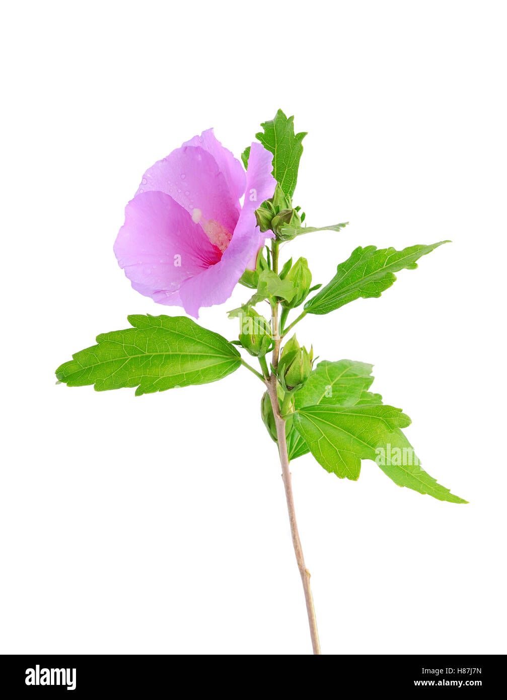 Mallow flower isolated on a white background Stock Photo - Alamy
