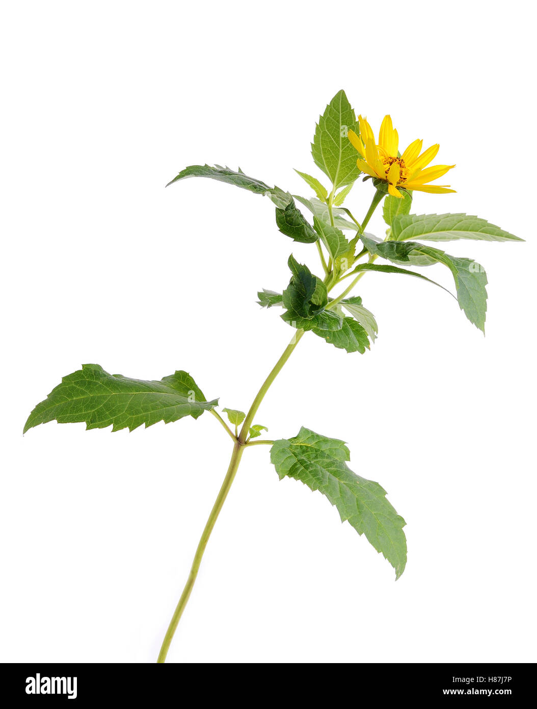 Yellow flower isolated on a white background Stock Photo - Alamy