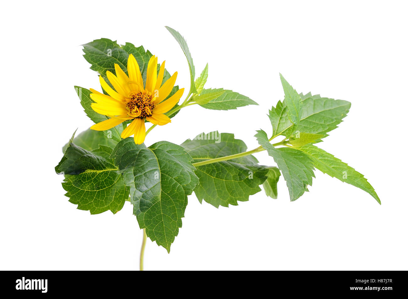 Yellow flower isolated on a white background Stock Photo - Alamy