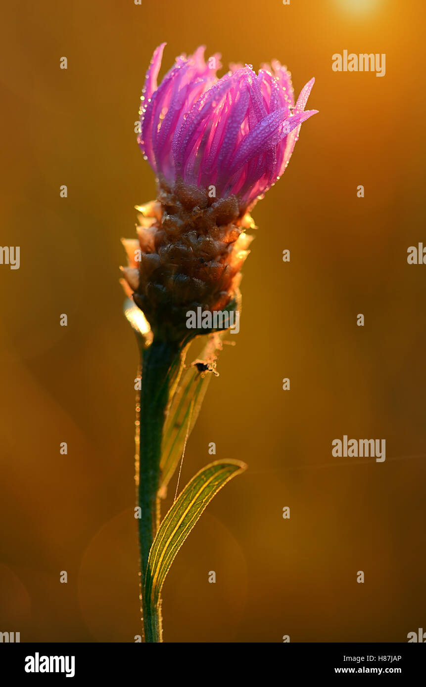 Closeup photo of a purple wildflower on the field at dawn Stock Photo ...