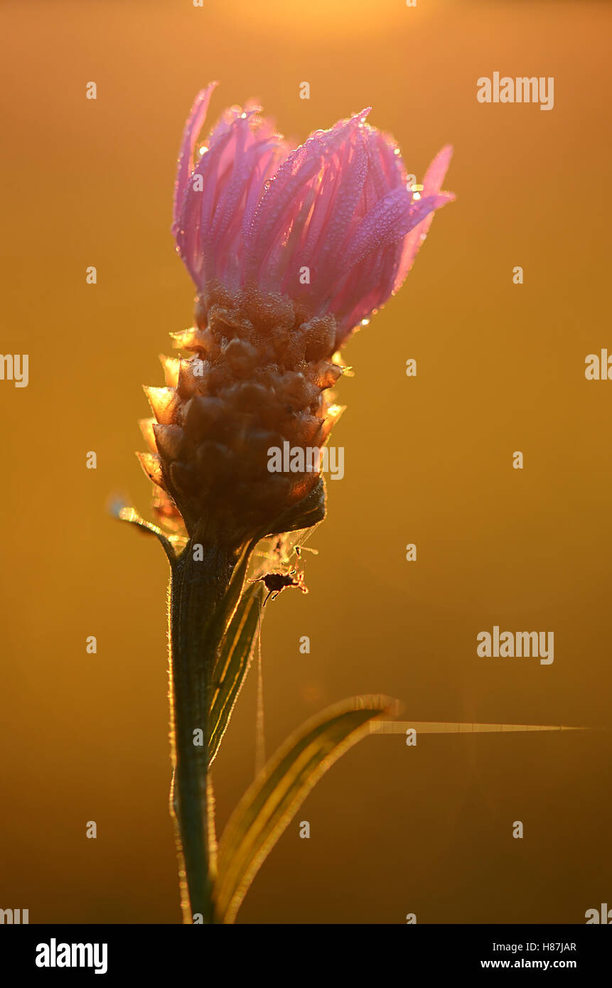 Closeup photo of a purple wildflower on the field at dawn Stock Photo ...