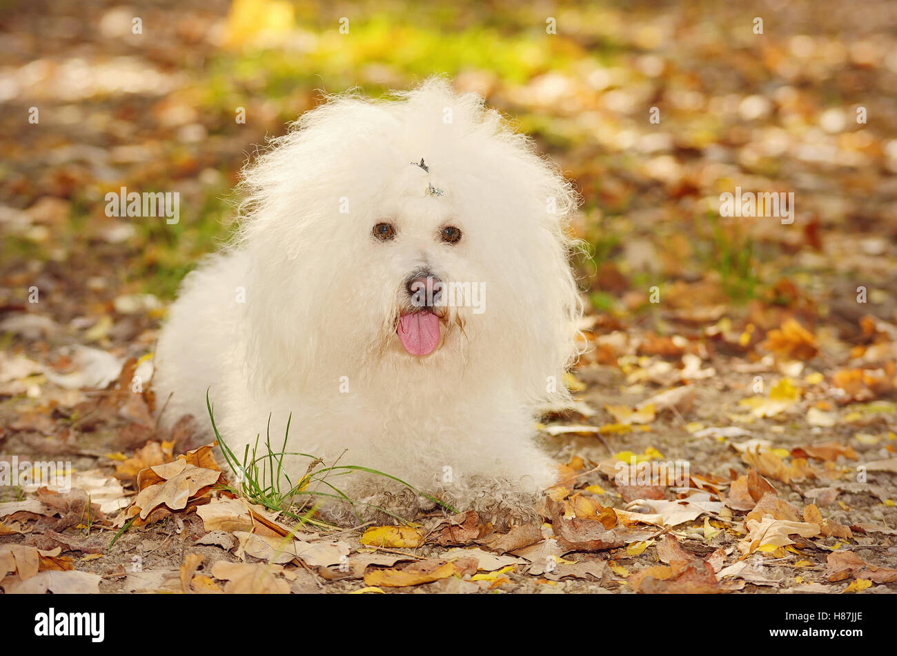 Bichon bolognese hires stock photography and images Alamy