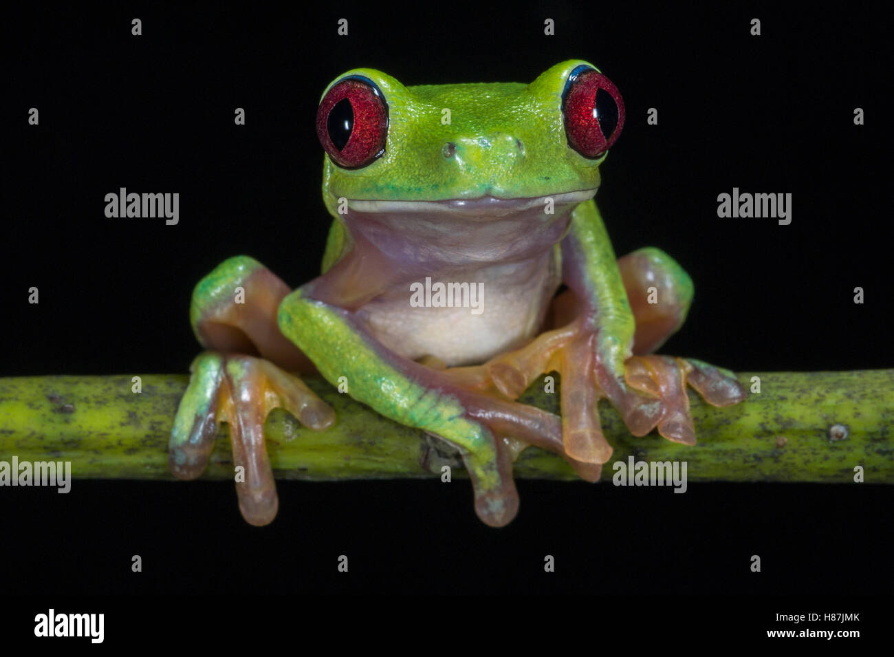 Gliding Leaf Frog (Agalychnis spurrelli), native to South America Stock ...