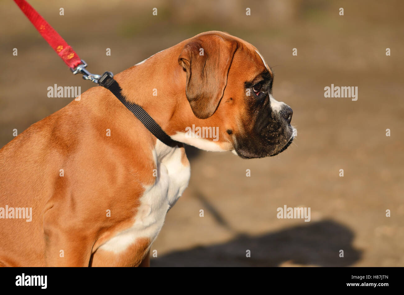 Boxer puppy garden hires stock photography and images Alamy