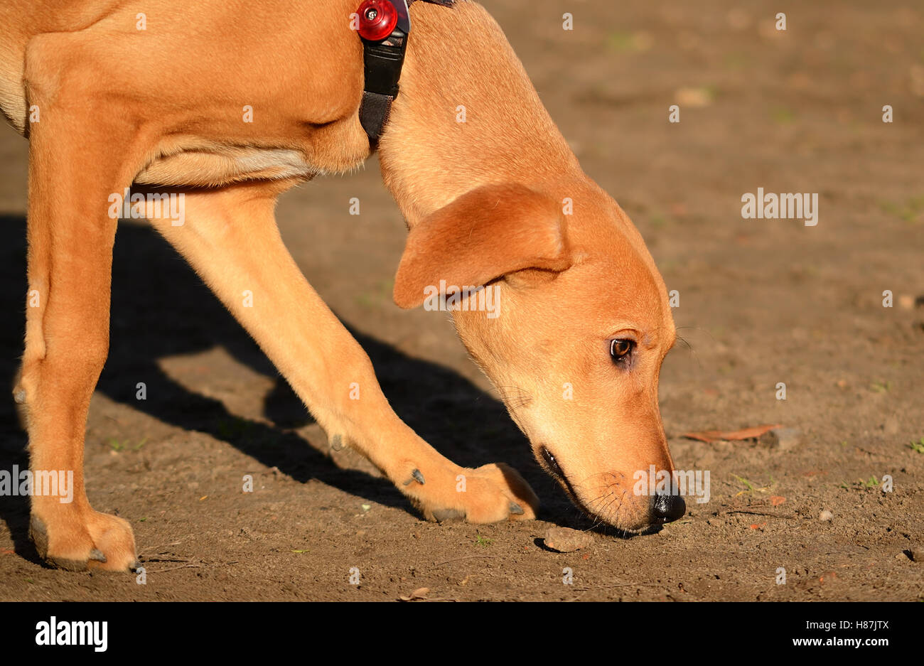 Dog smell in the park Stock Photo Alamy