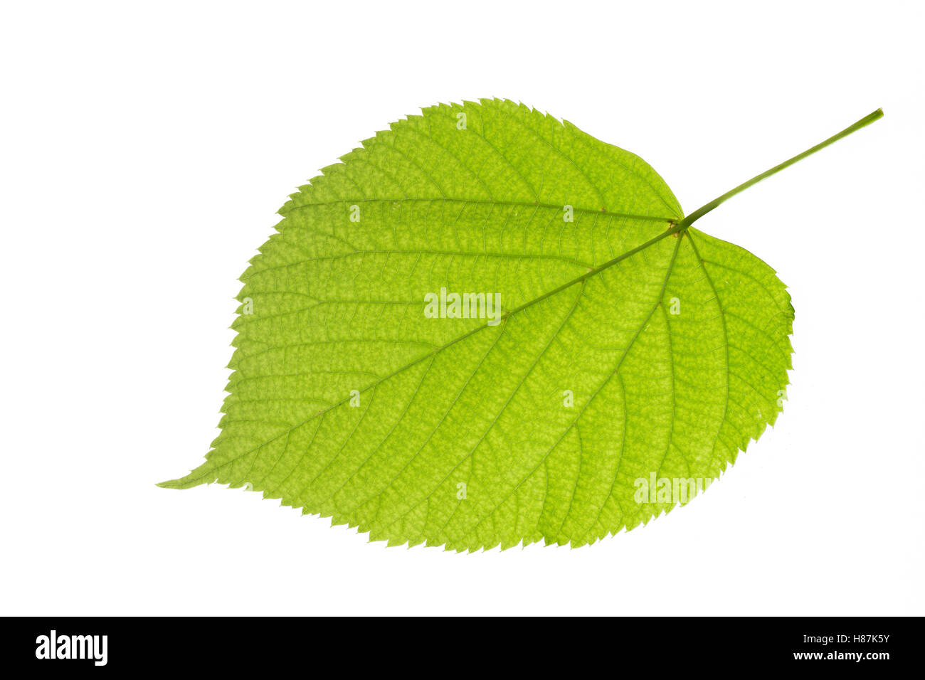 Amerikanische Linde, Tilia americana, American basswood, American linden, Le Tilleul d'Amérique. Blatt, Blätter, leaf, leaves, B Stock Photo