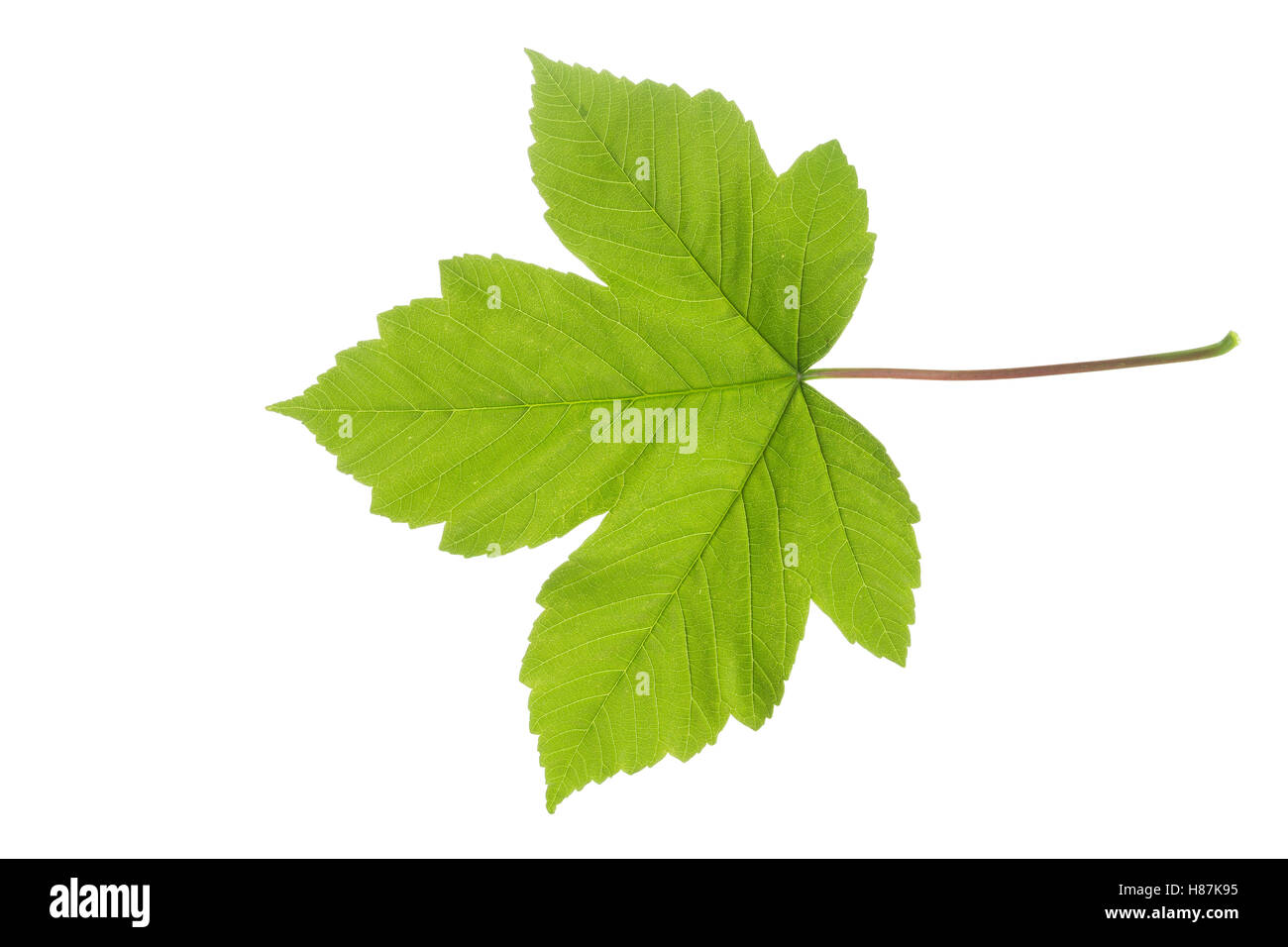 Berg-Ahorn, Bergahorn, Ahorn, Acer pseudoplatanus, Sycamore, Erable sycomore,  sycamore maple, L'érable sycomore. Blatt Stock Photo - Alamy, image size:1300x956