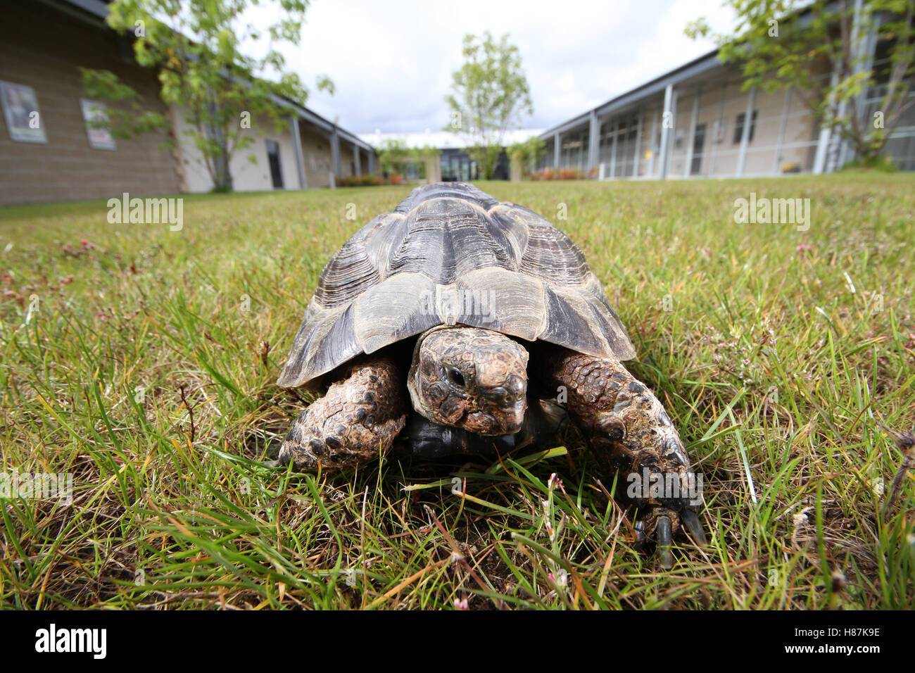 tortoise in garden Stock Photo