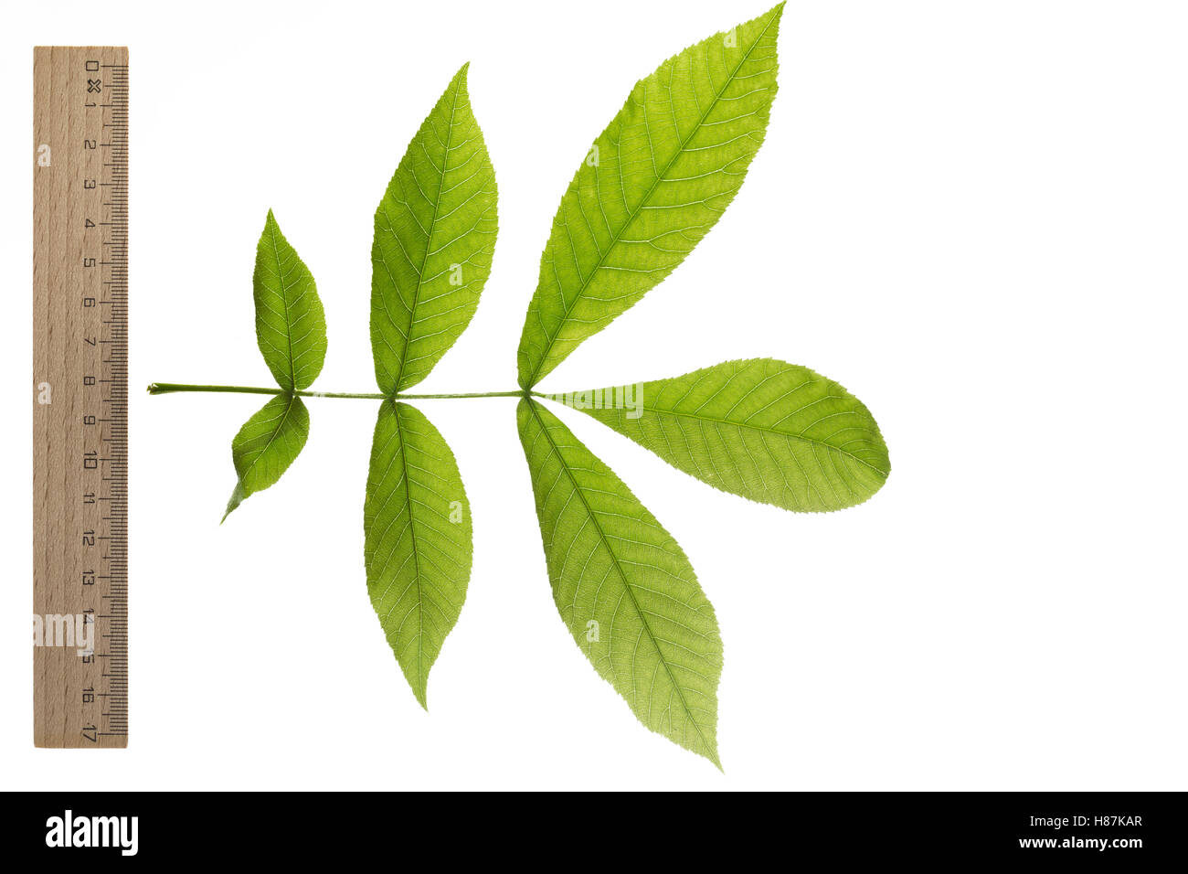 Bitternuss Bitternuss Carya Cordiformis Bitternut Hickory Le Caryer Cordiforme Blatt Blatter Leaf Leaves Stock Photo Alamy Bitternuss Bitternuss Carya Cordiformis Bitternut Hickory Le Caryer Cordiforme Blatt Blatter Leaf Leaves Stock Photo Alamy