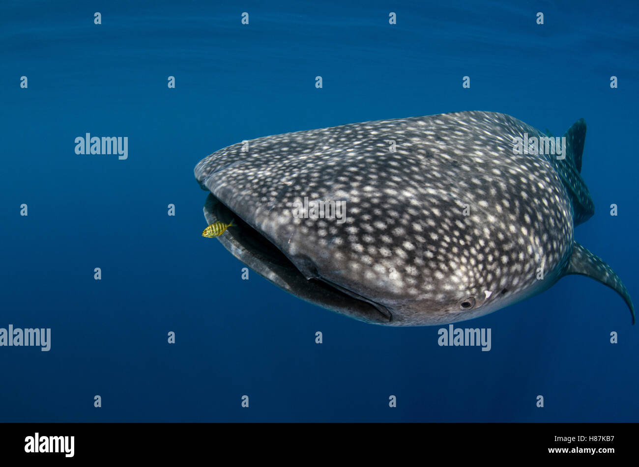 whale-shark-rhincodon-typus-and-golden-trevally-gnathanodon
