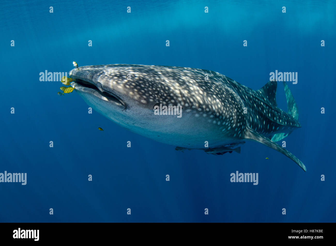 Whale Shark Rhincodon Typus And Golden Trevally Gnathanodon whale-shark-rhincodon-typus-and-golden-trevally-gnathanodon