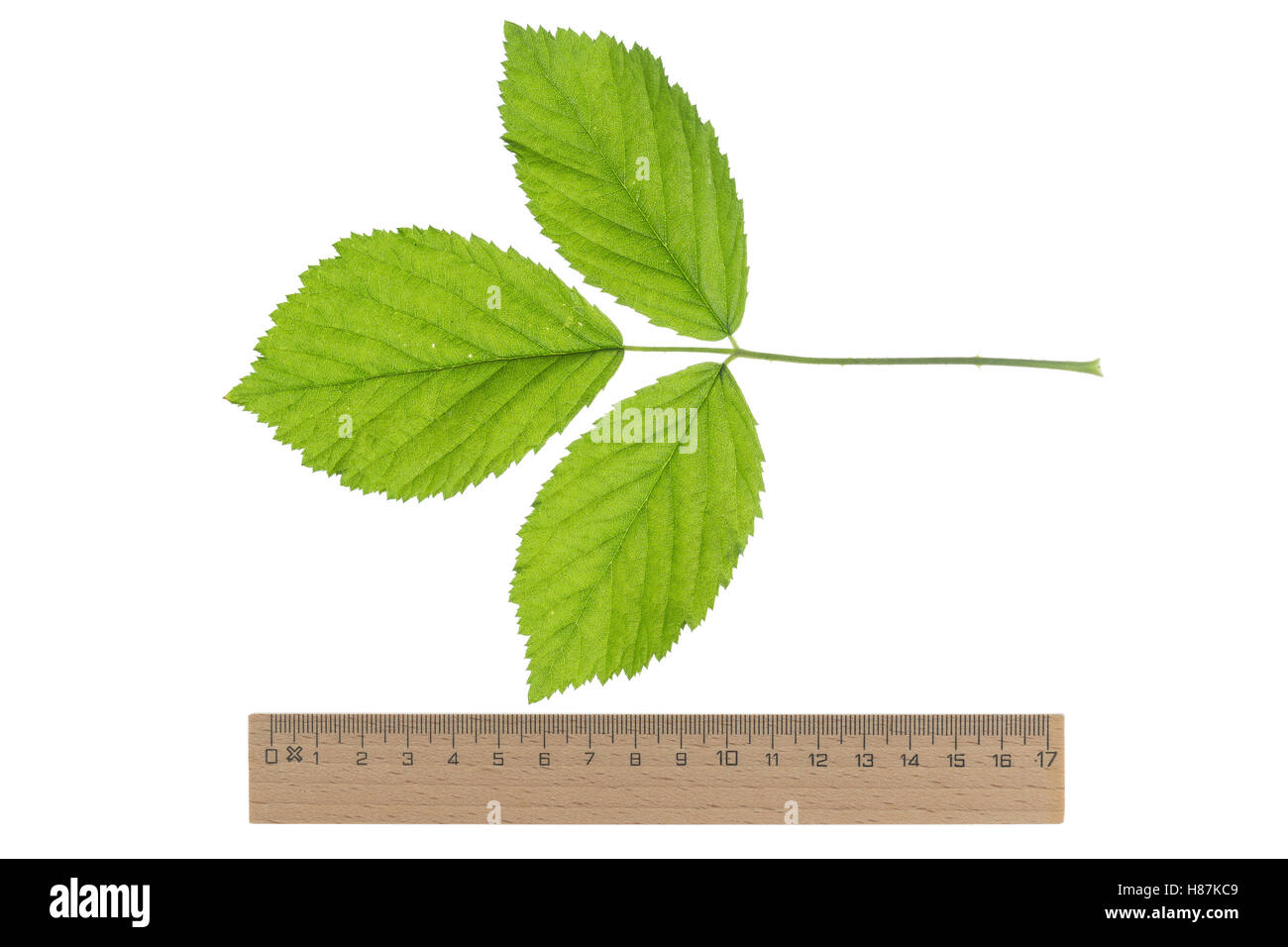 Brombeere, Echte Brombeere, Rubus fruticosus agg., Rubus sectio Rubus, blackberry, bramble, ronce. Blatt, Blätter, leaf, leaves Stock Photo