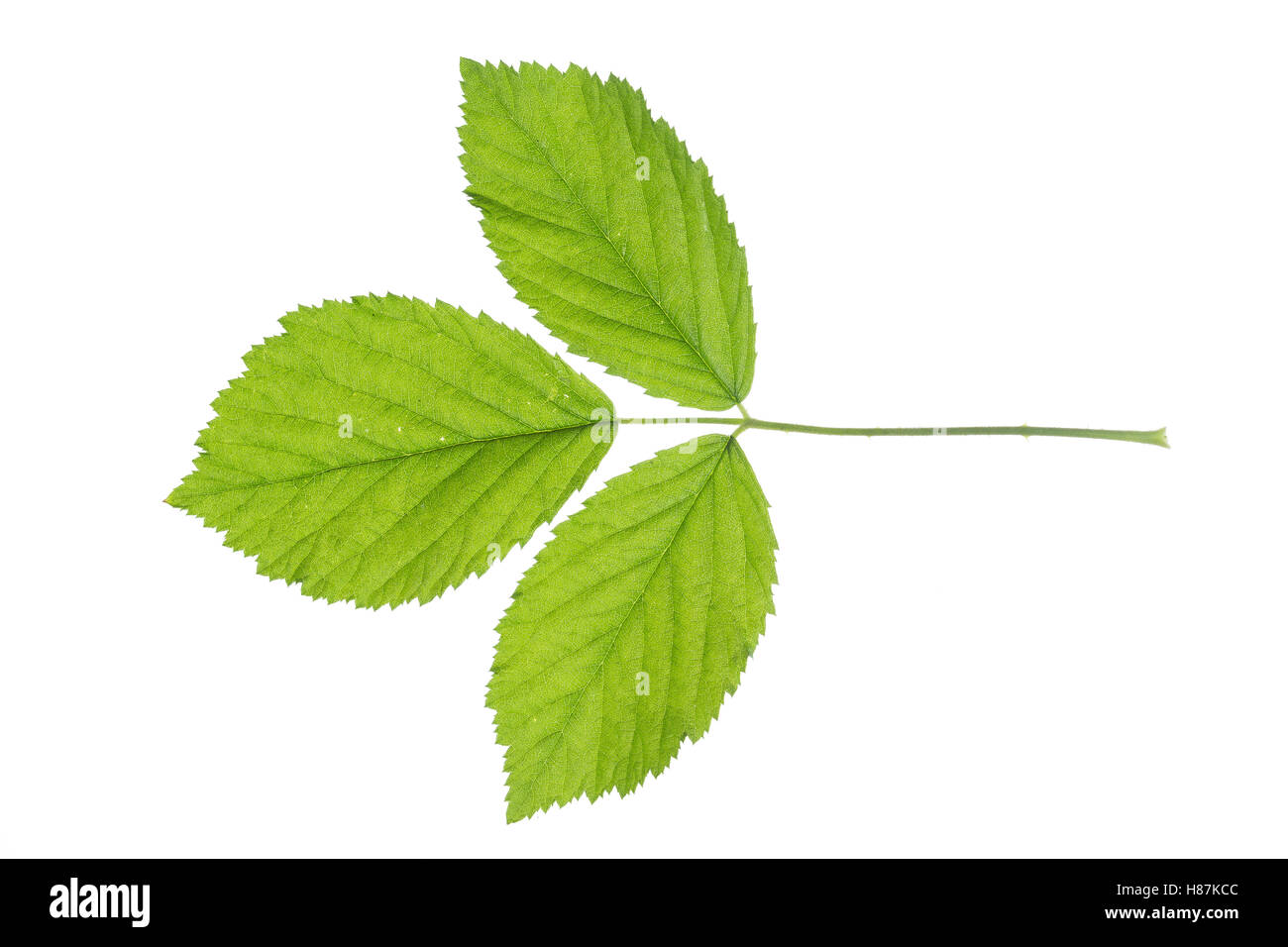 Brombeere, Echte Brombeere, Rubus fruticosus agg., Rubus sectio Rubus, blackberry, bramble, ronce. Blatt, Blätter, leaf, leaves Stock Photo