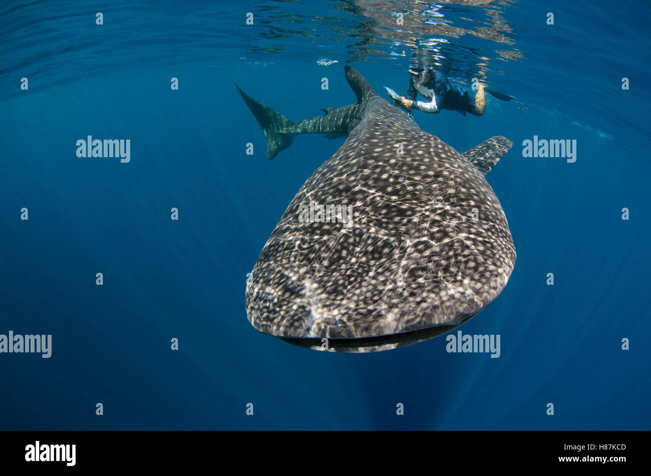 Whale Shark (Rhincodon typus) biologist Brent Stewart from Hubbs Sea World Research Institute checking if shark has been PIT Stock Photo