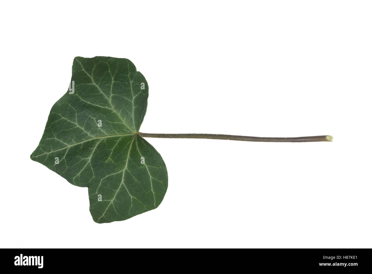 Efeu, Hedera helix, Common Ivy, English Ivy, Lierre grimpant. Blatt, Blätter, leaf, leaves Stock Photo