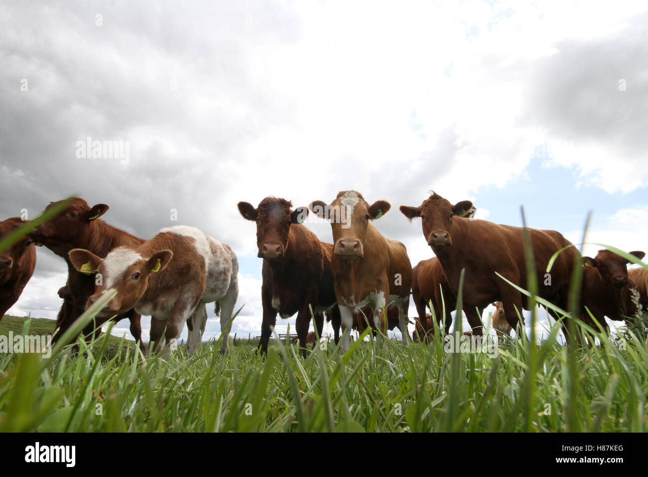 Cows and calves in field Stock Photo