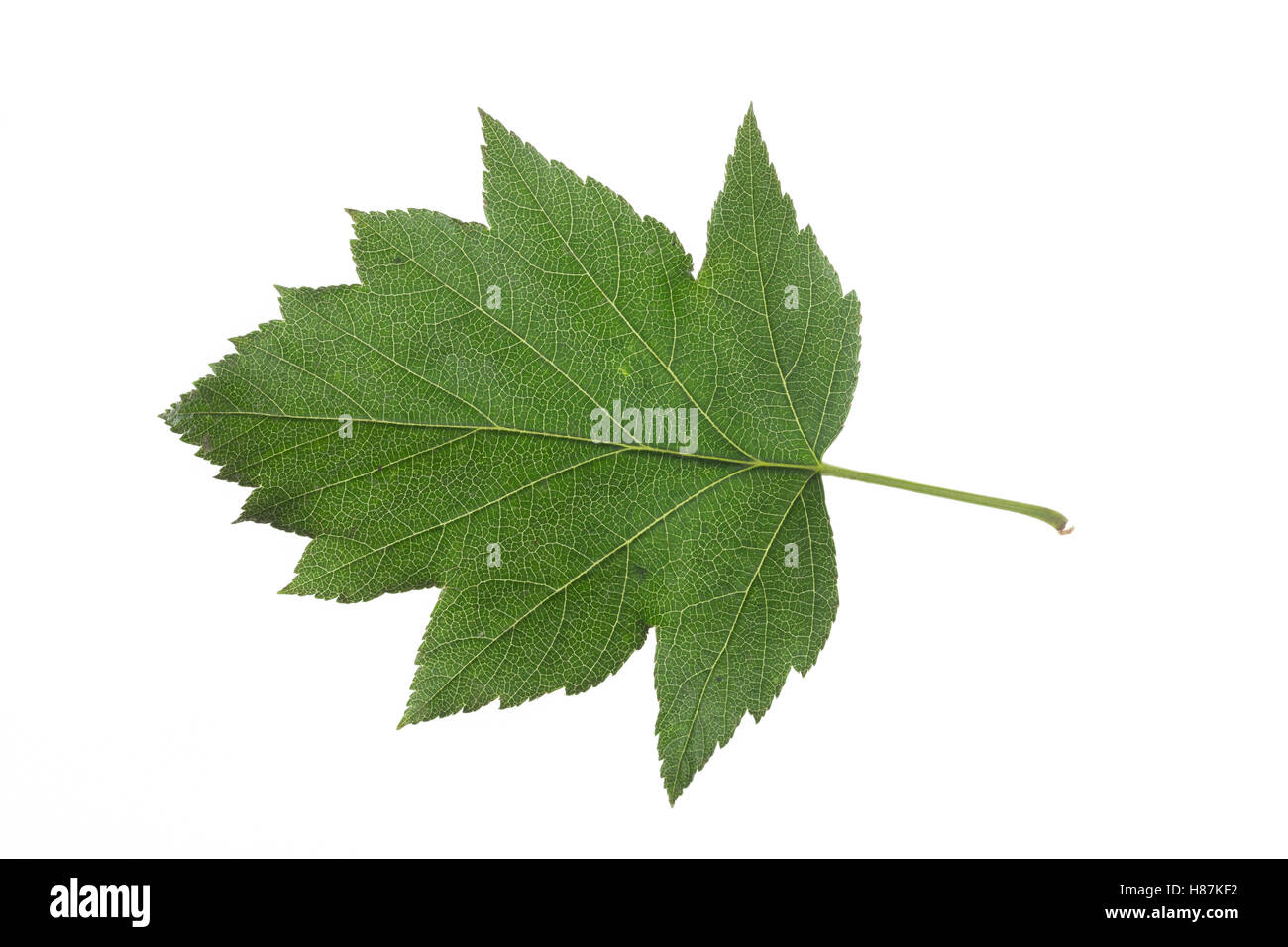 Elsbeere, Elzbeere, Sorbus torminalis, Wild Service Tree, Alisier torminal. Blatt, Blätter, leaf, leaves Stock Photo