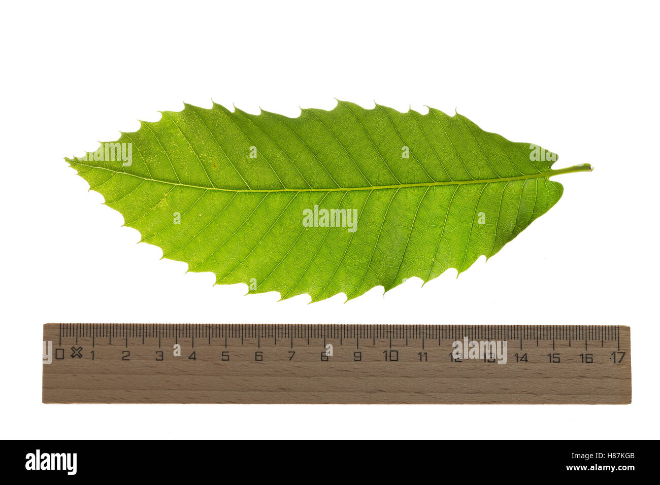 Edelkastanie, Esskastanie, Edel-Kastanie, Ess-Kastanie, Echte Kastanie, Marone, Castanea sativa, Spanish Chestnut, Châtaignier c Stock Photo