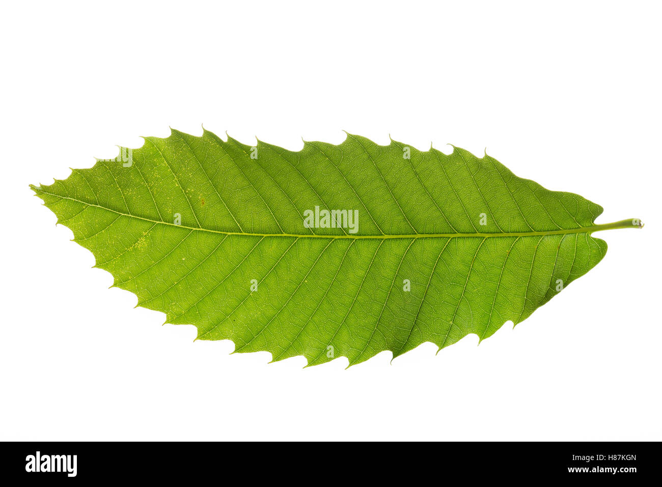 Edelkastanie, Esskastanie, Edel-Kastanie, Ess-Kastanie, Echte Kastanie, Marone, Castanea sativa, Spanish Chestnut, Châtaignier c Stock Photo