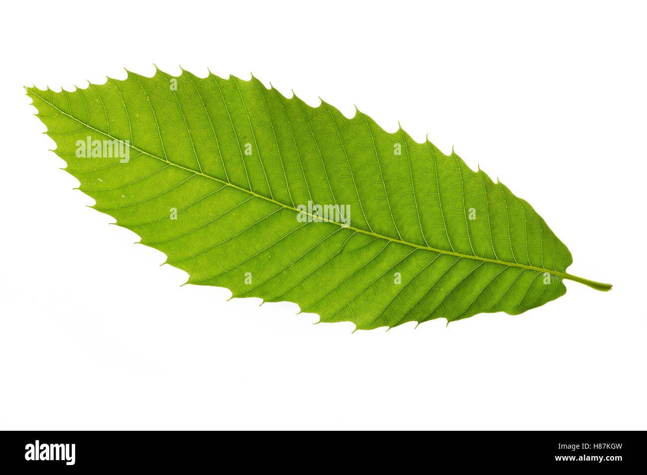 Edelkastanie, Esskastanie, Edel-Kastanie, Ess-Kastanie, Echte Kastanie, Marone, Castanea sativa, Spanish Chestnut, Châtaignier c Stock Photo