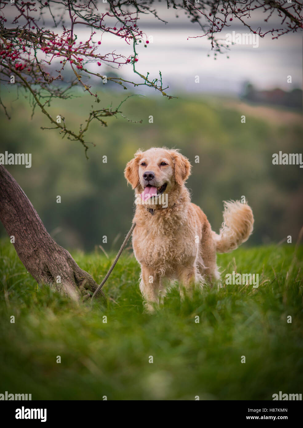 Labradoodle, a cross between a poodle and labrador, this dog has stronger Labrador traits. Stock Photo