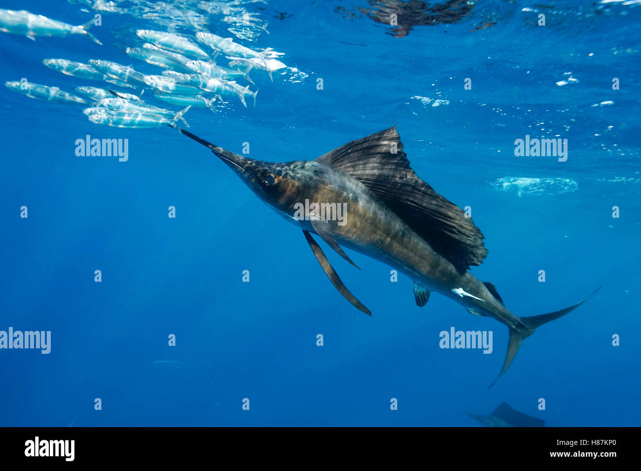 Atlantic Sailfish (Istiophorus albicans) hunting Round Sardinella