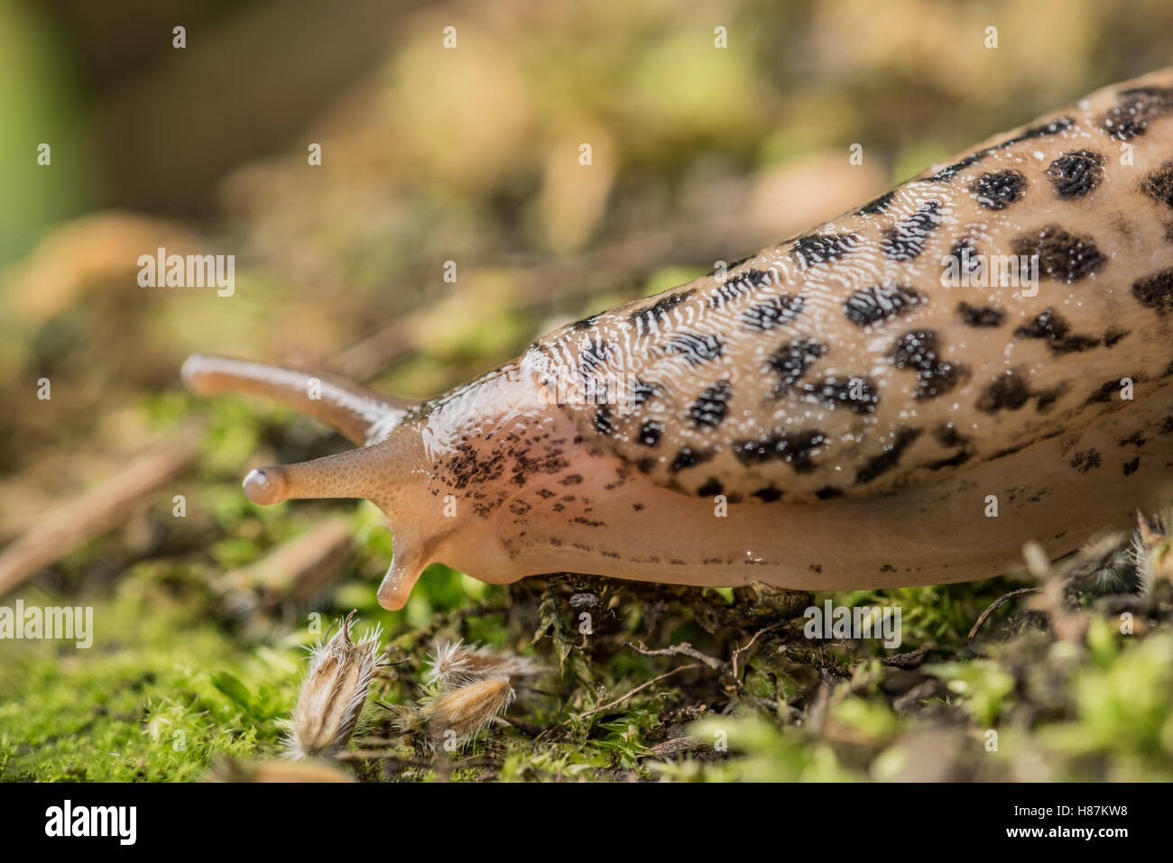 Leopard slug, Limax maximus, photographed in a North Yorkshire garden. Stock Photo