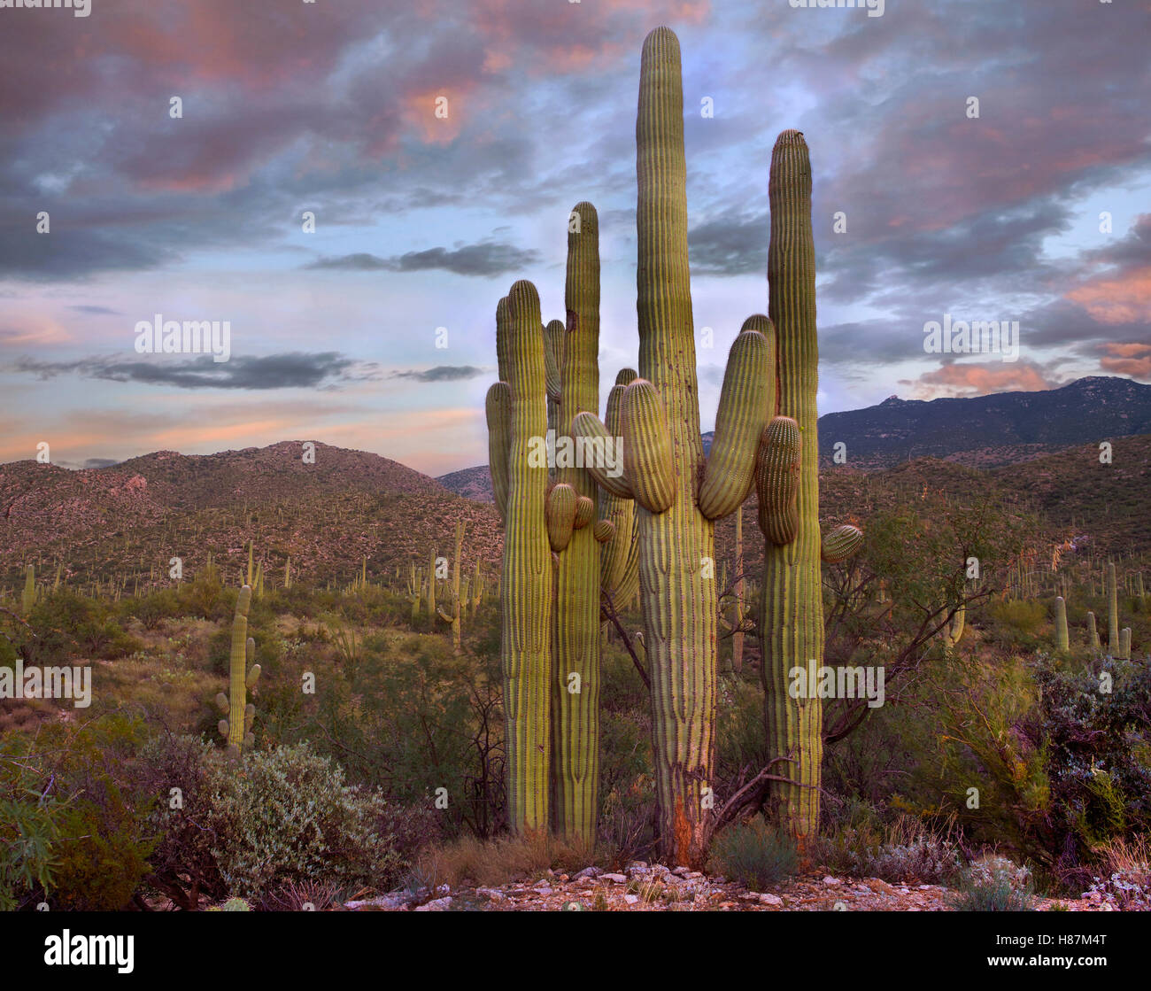 Saguaro (Carnegiea gigantea) cacti, Saguaro National Park, Arizona ...