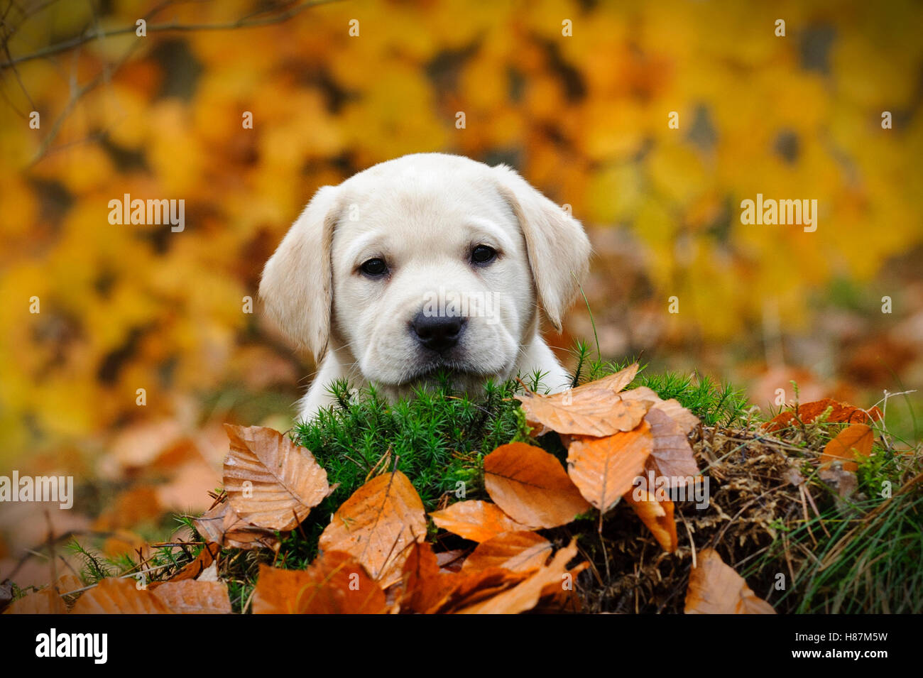 Yellow Labrador retriever puppy in autumn scenery Stock Photo Alamy