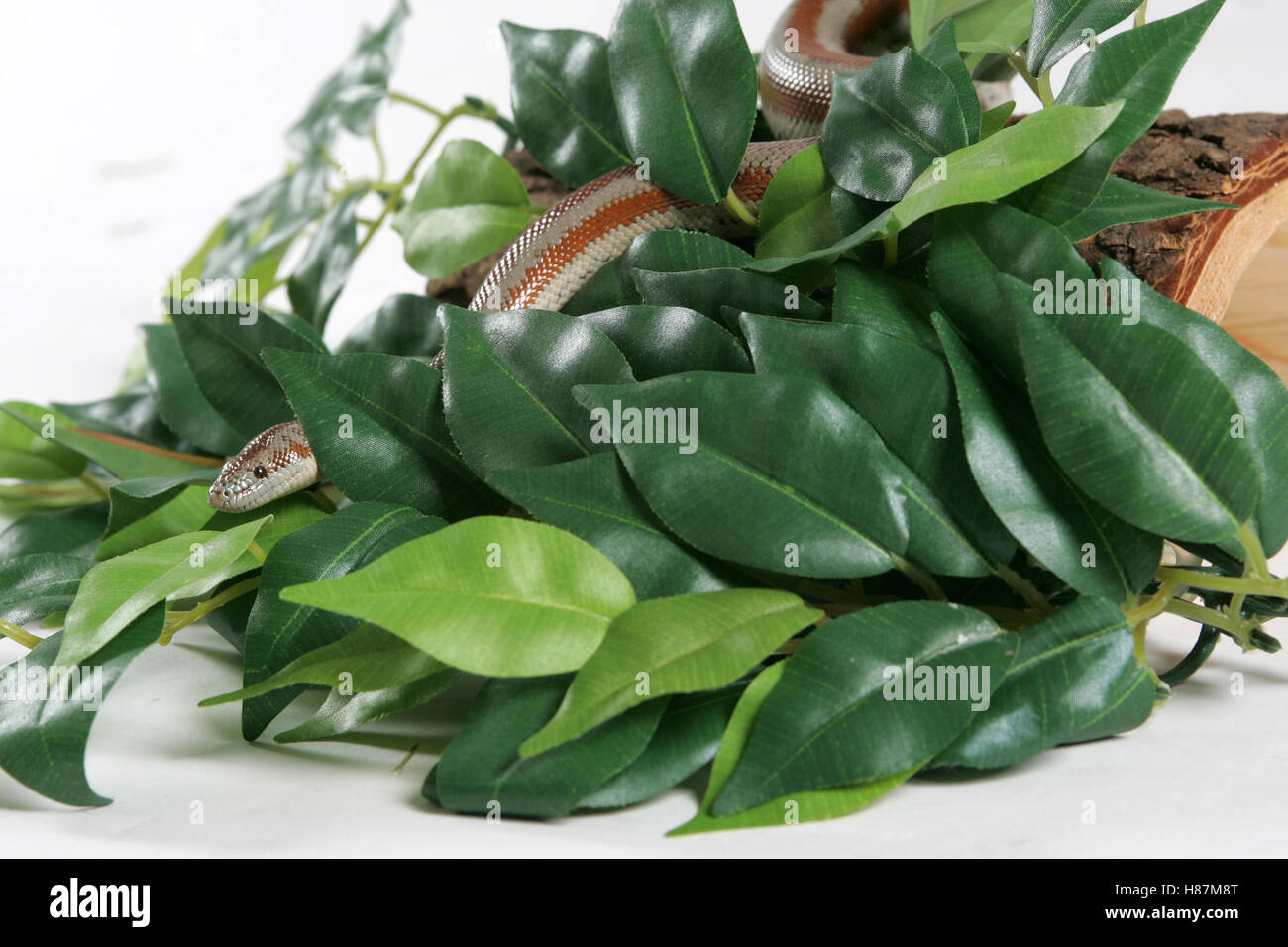 corn snake slithering through green leaves Stock Photo - Alamy