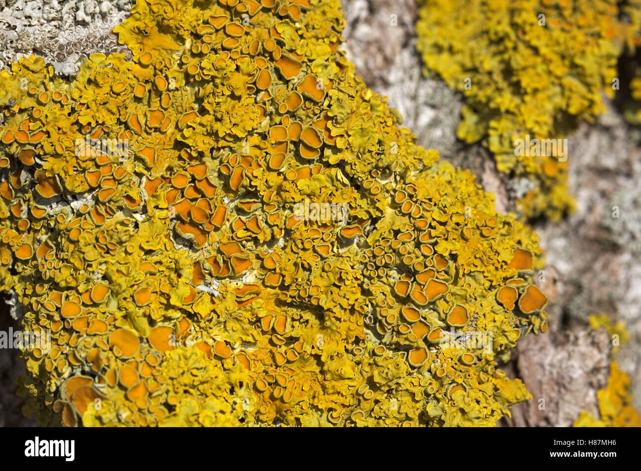 Macro shot of the common orange lichen (Xanthoria parietina). Stock Photo