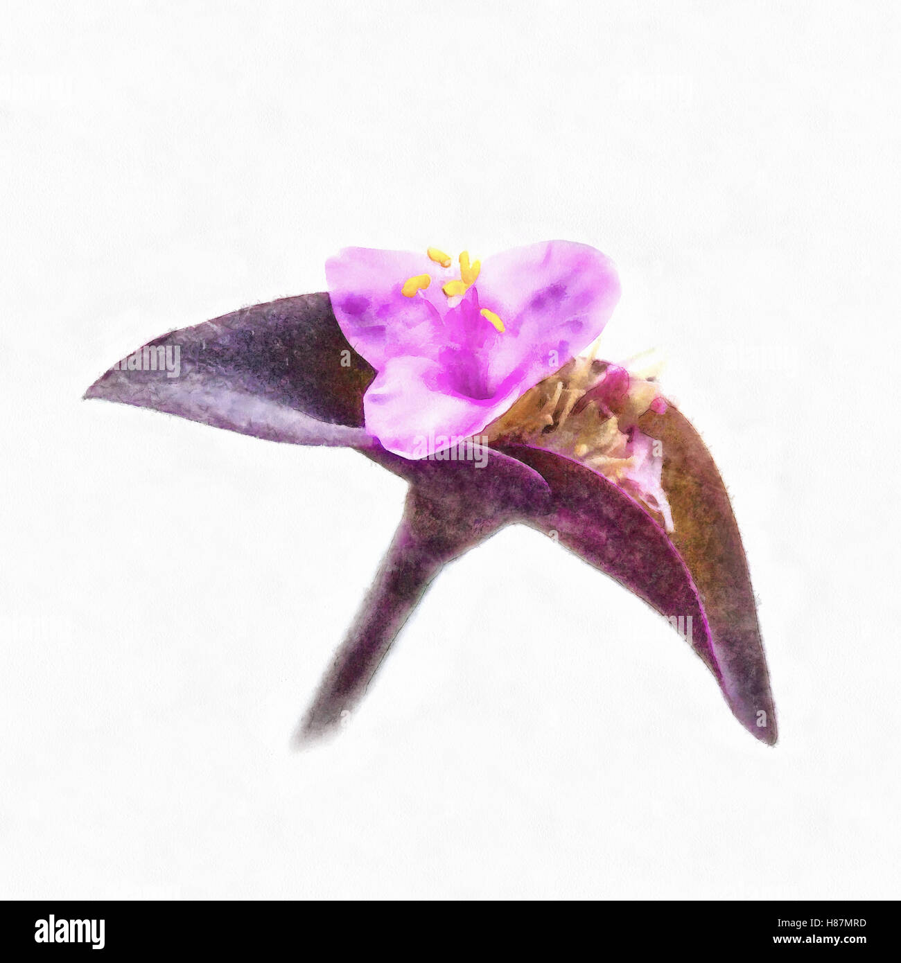 Flower tradescantia pallida purpurea Stock Photo