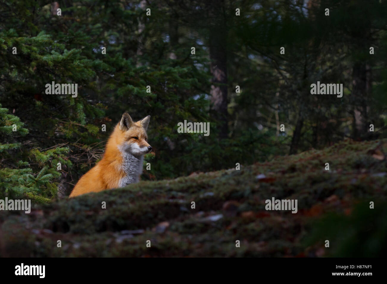 Red fox (Vulpes vulpes) in Algonquin Park in Canada Stock Photo - Alamy