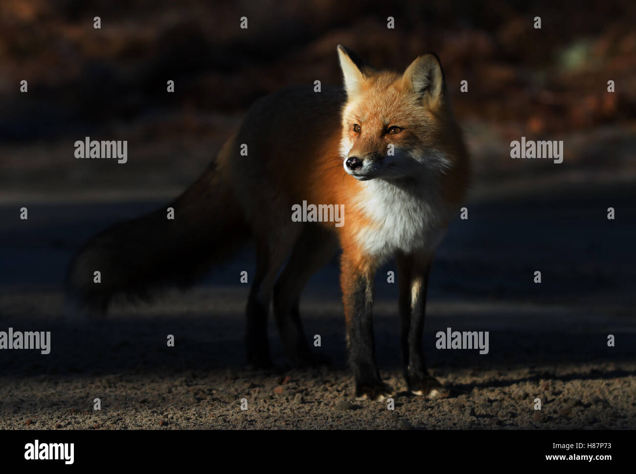 Red fox in algonquin hi-res stock photography and images - Alamy