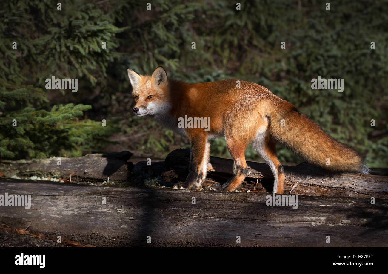 Red fox (Vulpes vulpes) on a log in Algonquin Park in Canada Stock ...