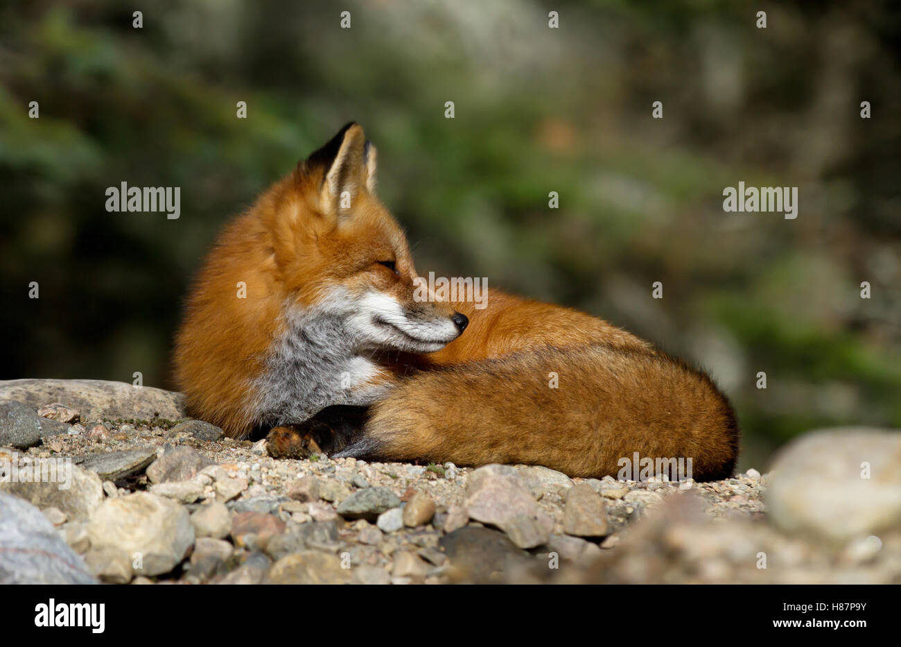 Red fox in algonquin hi-res stock photography and images - Alamy
