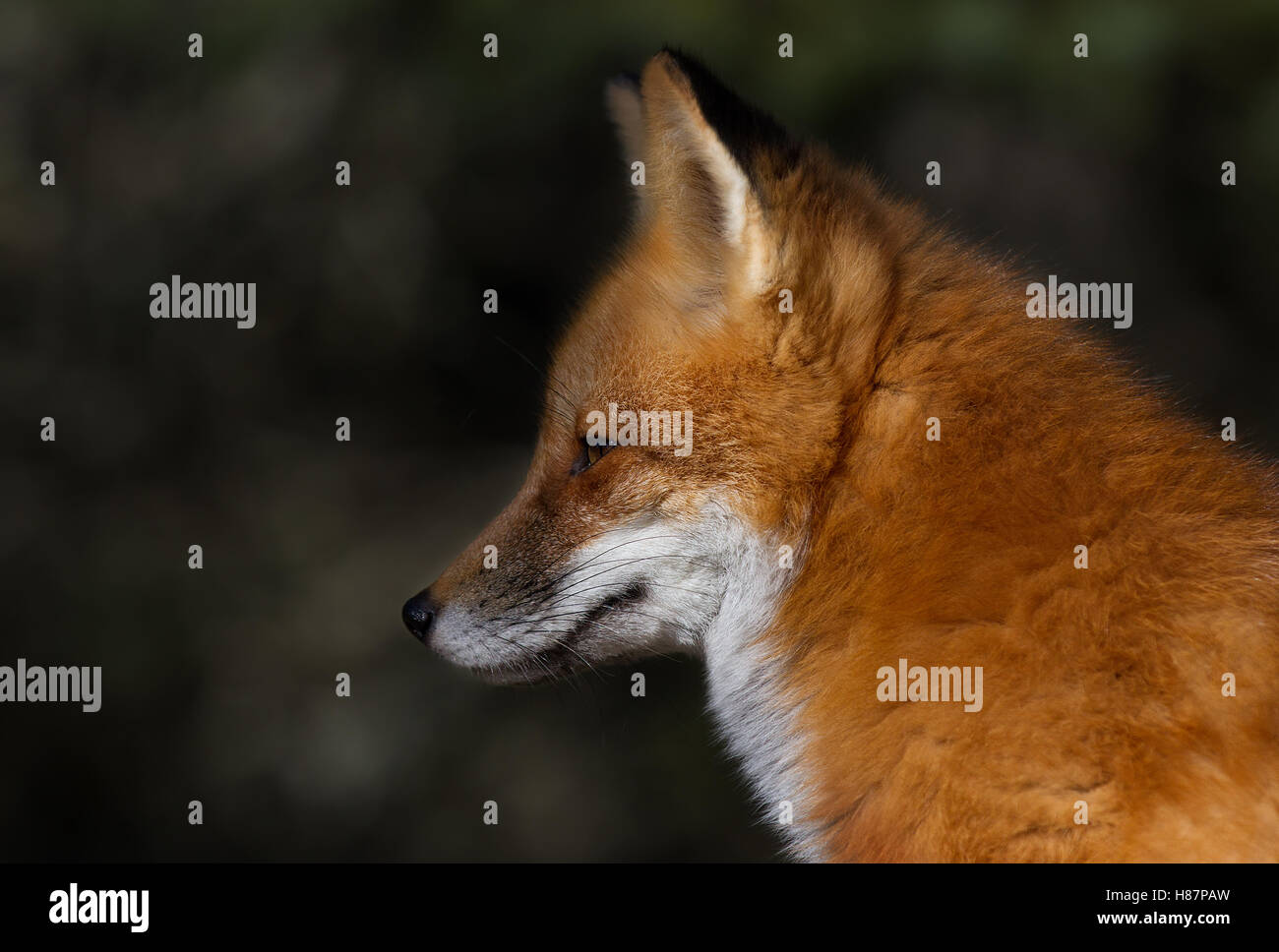 Red fox in algonquin hi-res stock photography and images - Alamy